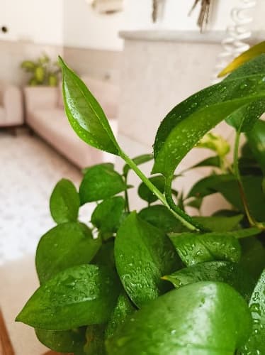 منزل ویلایی آقای جهانبخش - قم - کلهری - تصویر 1